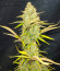 Pound Cake Auto fem (FastBuds) семена конопли