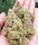 Strawberry Pie Auto fem (FastBuds) семена конопли