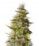 Botafumeiros fem семена конопли (Sweet Seeds)