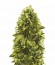 Jack Hammer fem (Victory Seeds) семена конопли