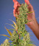 Jet Fuel Mandarine XL Auto fem (Sweet Seeds) семена конопли
