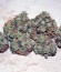 Cheese fem (Green House Seeds) семена конопли