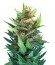 Lowryder 2 auto fem сорт конопли