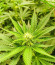 Purple Punch fem (Barney's Farm) семена конопли
