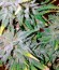 Afghan Kush Special fem (World of Seeds) семена конопли