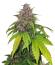 Banana Purple Punch Auto RF3 fem (FastBuds) семена конопли