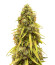 CBD Lemon Auto fem (Herbies Seeds) семена конопли