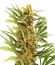 Dozy Cake fem (AlphaFem Seeds) семена конопли