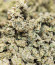 Dozy Cake fem (AlphaFem Seeds) семена конопли