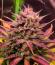 Strawberry Gorilla Auto RF3 fem (FastBuds) семена конопли