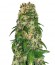 Sweet Tooth #1 fem (Barney's Farm) семена конопли