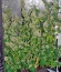 K-Train fem (Green House Seeds) семена конопли