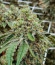 La Bomba fem (Compound Genetics) семена конопли