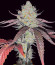 Marshmallow OG fem (Compound Genetics) семена конопли