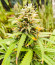 Amnesia Zkittlez Auto fem (FastBuds) семена конопли