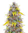 Ghost Train Haze fem (Seedkeepers) семена конопли