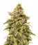 Monster Gelato Auto (Monster Genetics) семена конопли
