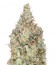Total Paralysis fem (Heavyweight Seeds) семена конопли