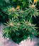 Cafe Racer (Blimburn Seeds) семена конопли