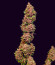 Diablo Rojo XL Auto fem (Sweet Seeds) семена конопли