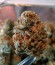 Fruity Chronic Juice fem (Delicious Seeds) семена конопли