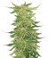Mimosa Evo fem (Barneys Farm) семена конопли