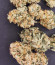 Original Jack Herer Auto fem (FastBuds) семена конопли