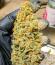 Peach Crescendo Auto RF3 fem (Ethos Genetics) семена конопли
