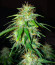 Gelato Glue Autoflower fem (Easy Grow Seeds) семена конопли