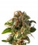 Auto Fresh Candy fem (Pyramid Seeds) семена конопли