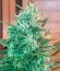 Critical Sensi Star fem (Delicious Seeds) семена конопли