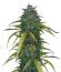 Dos-Si-Dos Cookies Autoflower семена конопли