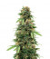 Golosa Early Version fem (Delicious Seeds) семена конопли