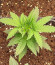 GMO fem (Barney's Farm) семена конопли