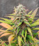 Gelato Auto fem (Herbies Seeds) семена конопли