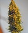 K.O. Kush fem семена конопли