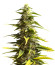Sour Diesel Auto fem (Herbies Seeds) семена конопли