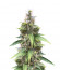 Auto White Widow fem (Dutch Passion) семена конопли
