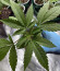Chocobang fem (Delicious Seeds) семена конопли