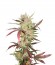 Семена Masterkush шишки