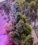 Sith OG fem (AlphaFem Seeds) семена конопли