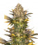 Banana Punch fem (Barney's Farm) семена конопли