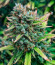 Pound Cake Auto fem (FastBuds) семена конопли