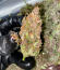 Purple Punch F1 fem (Seedkeepers) семена конопли