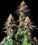 Trainwreck Fast Version fem (Seedkeepers) семена конопли