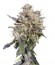 Buddha White Dwarf auto fem семена конопли
