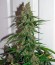 Сорт конопли Auto Glueberry O.G.