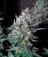 Delahaze fem (Paradise Seeds) семена конопли