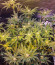 Fruit Gum fem (UKHTA420) семена конопли