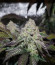 La Bomba fem (Compound Genetics) семена конопли